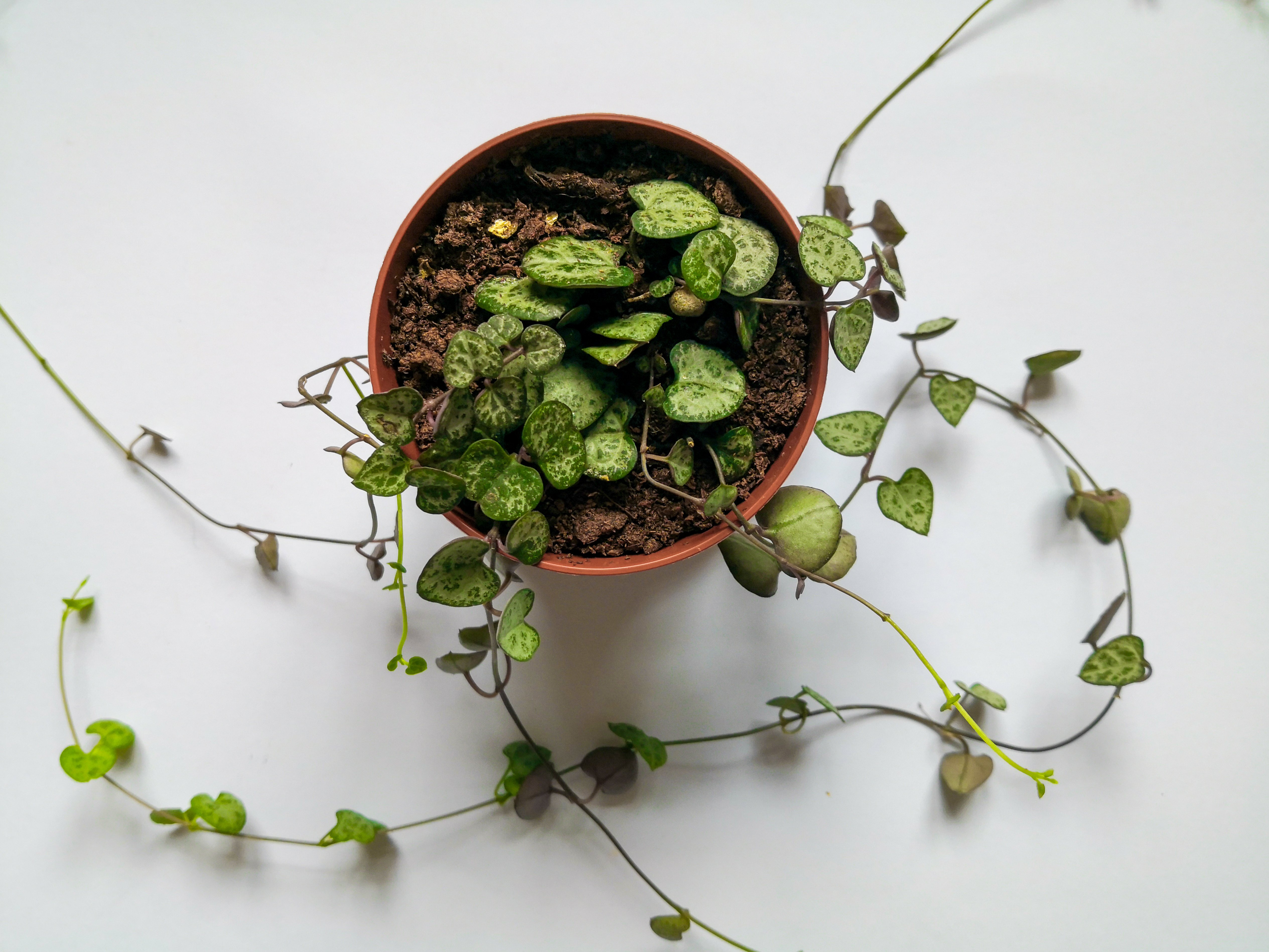 An overhead view of a string of hearts plant growing with stems spilling over the side of a pot.