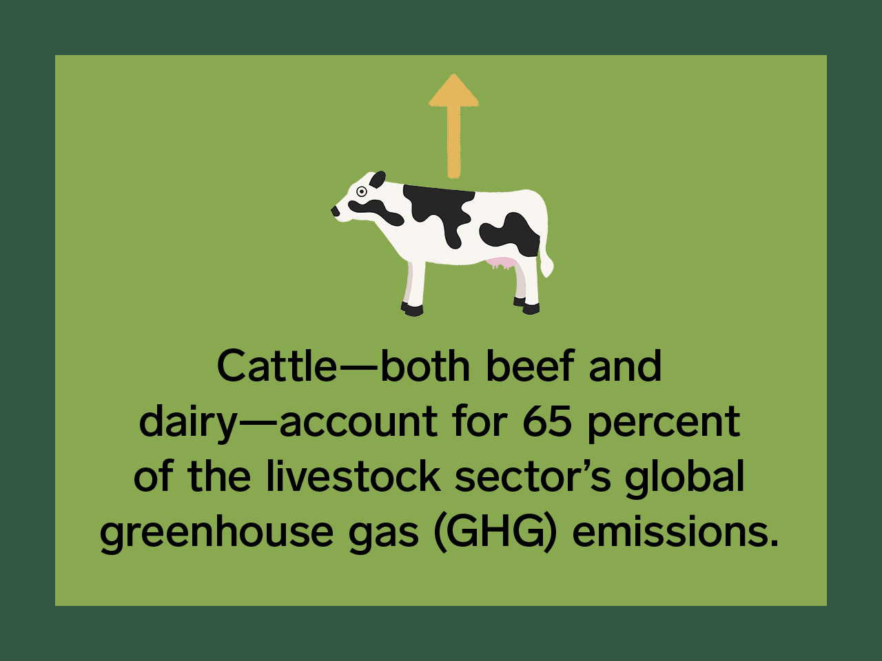 Green graphic with text and an illustration of a cow.