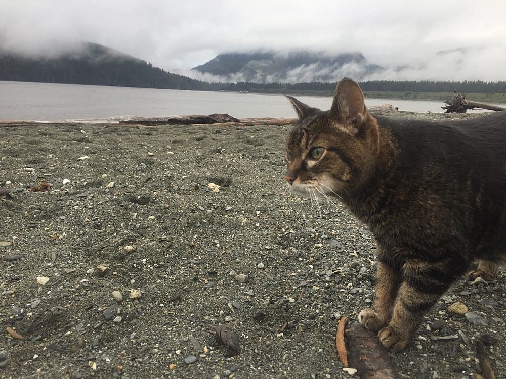 Cat perched on rocky ground with water and tree-line in the background