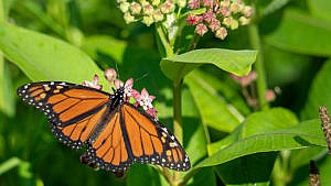 A monarch butterfly on a milkweed flower