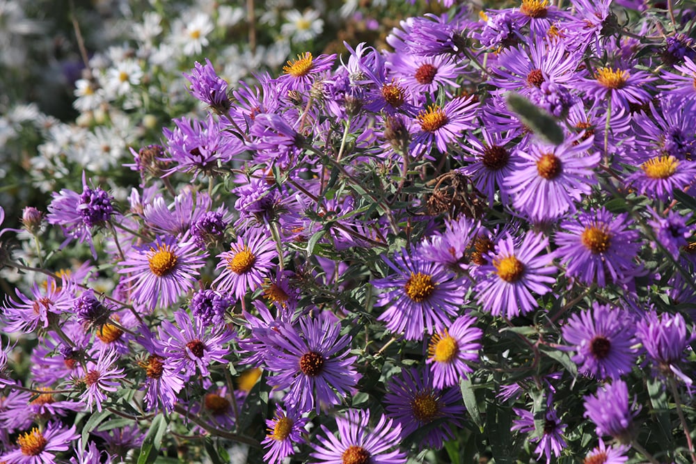 A close up of New England aster flowers.