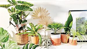 A row of houseplants in colourful and terracotta planters on a shelf beside a framed photo