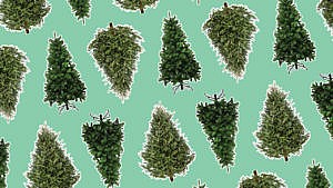 A photo collage of a bunch of real and artificial Christmas trees on a green background