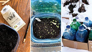 Three different images together: Left, a packet of seeds, centre, a small pot with seedlings, left, a tray of bottles with dirt in them for winter sowing and seed starting