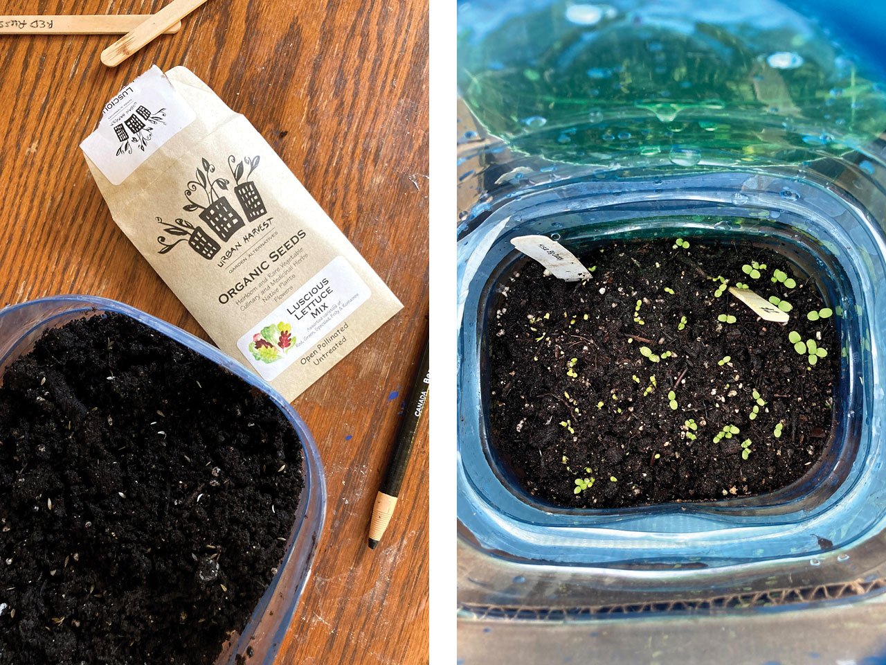 left, a packet of seeds and a container of dirt on a table; right, a container filled with sprouting seedlings