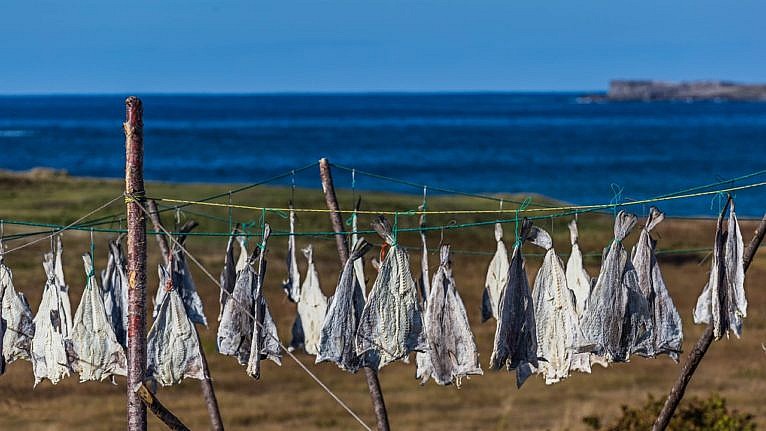 salt cod drying on racks near the seashore