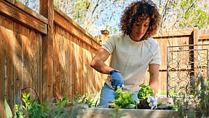 A woman kneels in her backyard garden, planting a basil plant while wearing blue gloves.