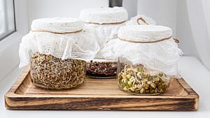 Three jars of sprouts covered with a cloth sitting on a wood tray beside a window