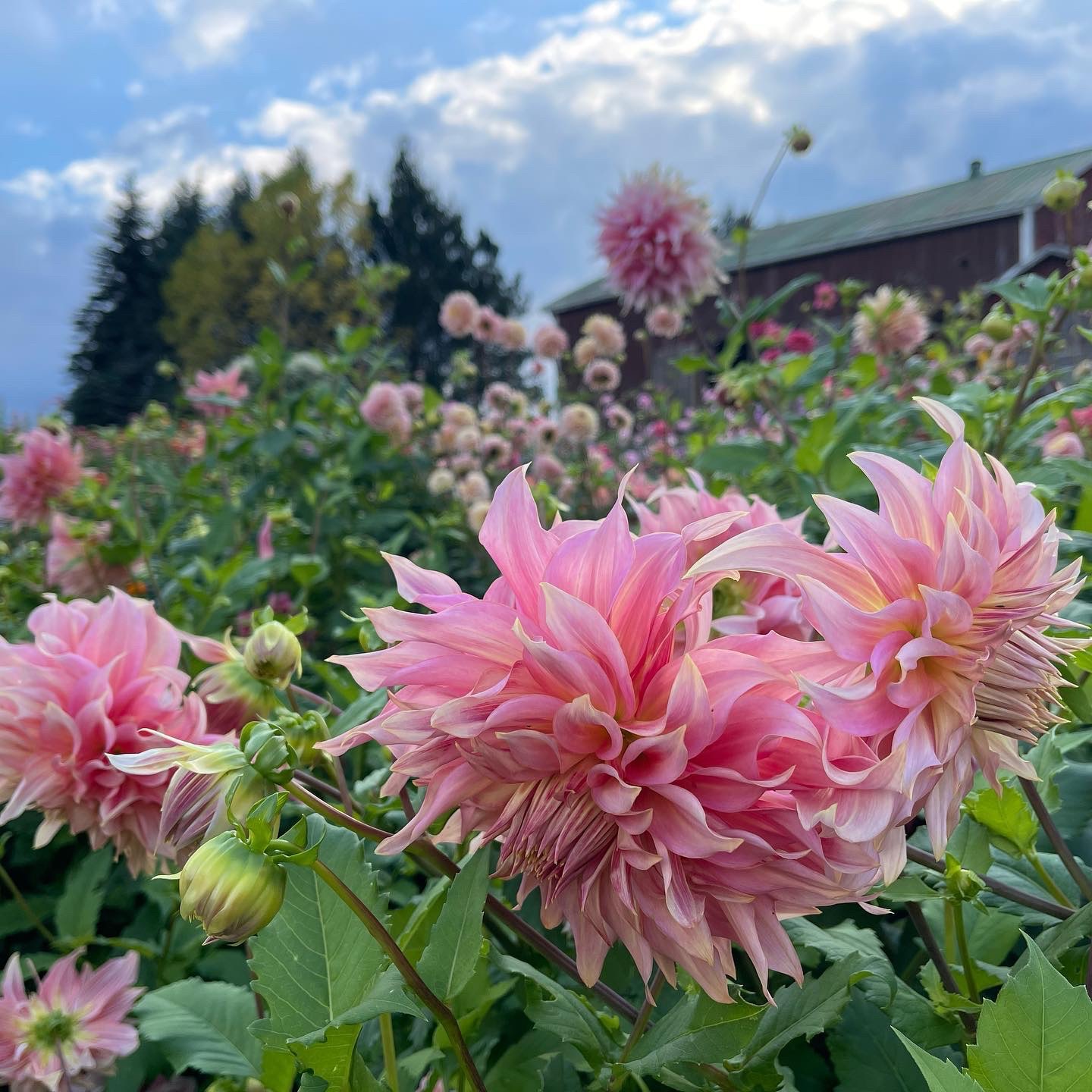 A field of pink dahlias growing at Country Cut farms