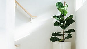 A small fiddle-leaf fig plant in white staircase landing.