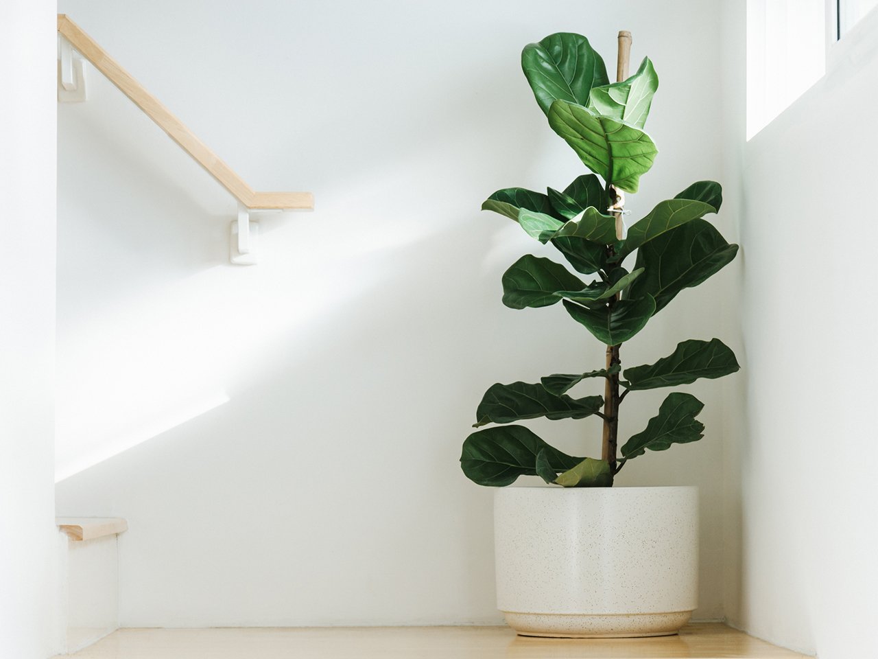 To For A Fiddle-Leaf Plant | Chatelaine